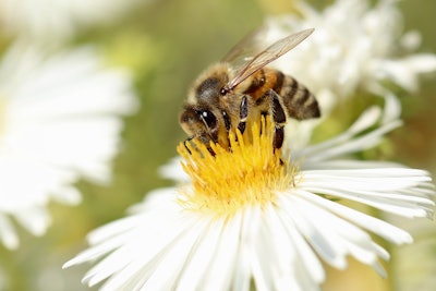 Honey bee on white flower pollinator via pixabay feb 2022