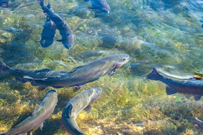 Trout fish pond aquaculture pixabay feb 2022