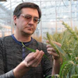 Eduard Akhunov, Kansas State University professor of wheat genetics and pathology. Photo: K-State University