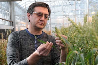 Eduard Akhunov, Kansas State University professor of wheat genetics and pathology. Photo: K-State University