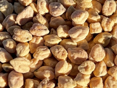 Nu Cicer High Protein Chickpea Variety