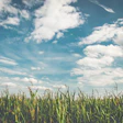 Corn field sunny via pixabay mar 2022