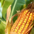 Corn VIA PIXABAY Feb 2021