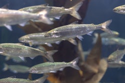 Salmon swimming farm via pixabay mar 2022
