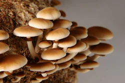 Honey Mushrooms In Mushrooms Farm Grow Together In Groups. Mushr