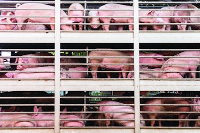 Once ASF contaminates a feed mill or feed delivery truck, decontamination is next to impossible, making transportation the No. 1 threat to virus containment and most likely way it will spread. (Somrerk Kosolwitthayanant | iStock.com)