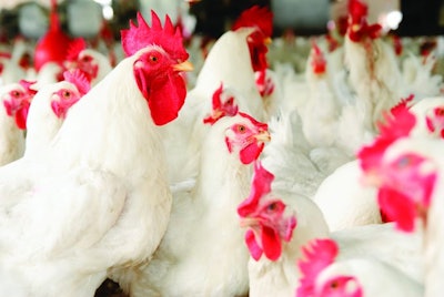 Grouped-chickens-in-shed