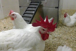 Chickens in experimental feeding system