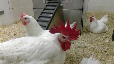 Chickens in experimental feeding system