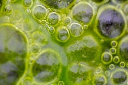 Algae water drop