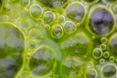 Algae water drop