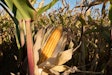 Corn in field via pixabay may 2022