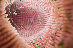 Intestine microbiome villi