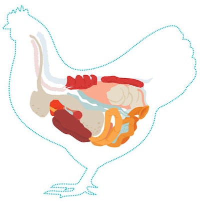 A healthy gut microbiome is essential for a bird’s development and immunity. (Alexander Baidin | Dreamstime.com)