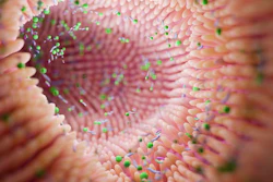 Microbiome Intestine Factories And Microbiota. Gut Health 3d Ren