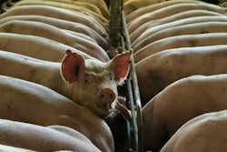 Barbara Barbosa | PEXELS