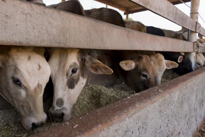 Feed prices and ingredient availability are a challenge for dairy farmers. (Andre Nery | BigStock.com)