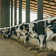 Dairy Cow Looks At The Camera While Other Cows Are Eating Hay In