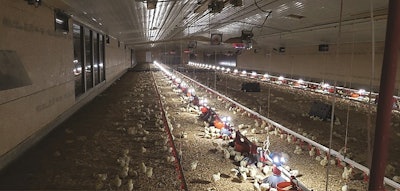 Birds prefer a bright light over their feed and then a gradient of light as opposed to a consistent wall-to-wall light brightness. (Courtesy Tyson Foods Inc.)