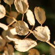 A close-up of the dried penny-shaped seedpods of field pennycress. 50m30n3 3153 | BIGSTOCK