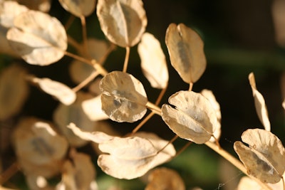 A close-up of the dried penny-shaped seedpods of field pennycress. 50m30n3 3153 | BIGSTOCK