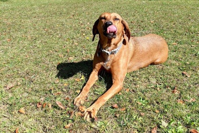 Dog Outside In Grass