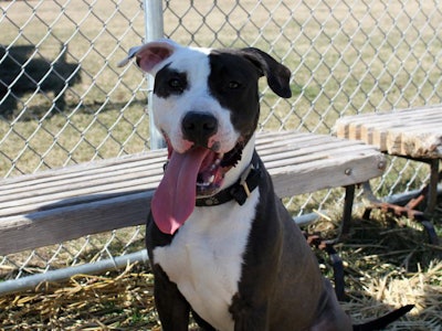 Dog With Tounge Hanging Out