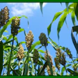 Photo courtesy of the Donald Danforth Plant Science Center
