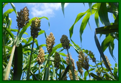 Photo courtesy of the Donald Danforth Plant Science Center