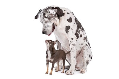 Great Dane HARLEQUIN and a chihuahua in front of a white background