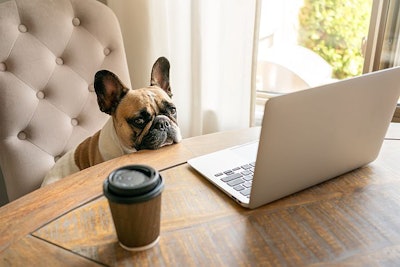 French Bulldog Computer Business