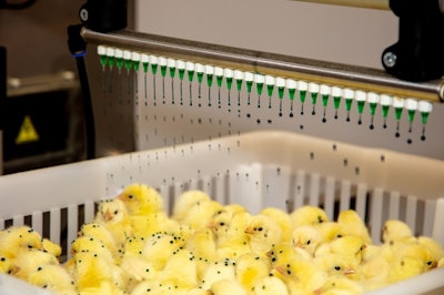 Coccidiosis vaccines exposes birds to drug-sensitive strains of live coccidia. Its administered by water-based spray, gel spray or gel drop, typically at hatch. (Courtesy Ceva Animal Health)