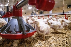 Chickens feeding in a Tyson Foods poultry research house dedicated to animal health and wellbeing. (UA System Division of Agriculture photo by Fred Miller)