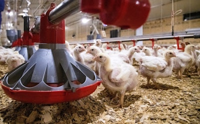 Chickens feeding in a Tyson Foods poultry research house dedicated to animal health and wellbeing. (UA System Division of Agriculture photo by Fred Miller)