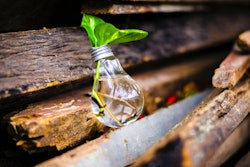Plant in light bulb innovation via pexels bruno scramgnon Nov 2022