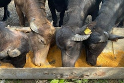 The U.S. Grains Council recently sponsored a distiller's dried grains with solubles (DDGS) feeding trial for buffalo in Veracruz, Mexico. Photo courtesy of U.S. Grains Council