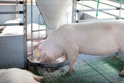 Precision pig nutrition