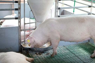 Precision pig nutrition