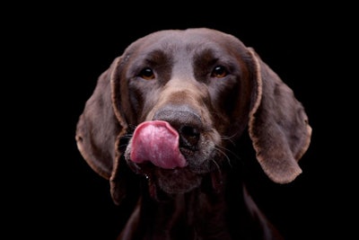 Dog Licking Lips