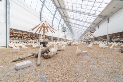 Kipster操作,产生碳中和eggs, is an example of how sustainability can appeal to consumers. (Courtesy Kipster)