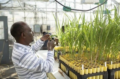 Photo courtesy of Sorghum and Millet Innovation Lab (SMIL)