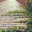 Ivy covered brick pavers pathway