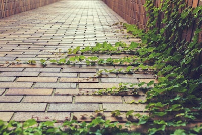 Ivy covered brick pavers pathway