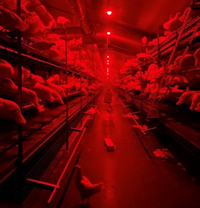 In situations where severe feather picking behaviors are observed, a monochromatic red override setting in the NatureDynamics system can be used to mask wounds from feather picking and prevent further feather picking behaviors (Courtesy Once by Signify).