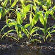 Young corn in field Pexels Pixabay