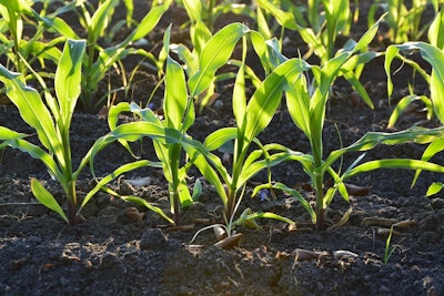 Young corn in field Pexels Pixabay