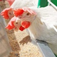 White laying hen feeding