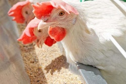 White laying hen feeding