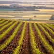 Large Corn Field