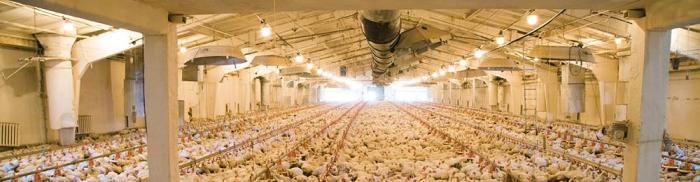 egg-1602PIeuropeanpoultryleaders2.jpg